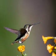 Colibri des Santa Marta