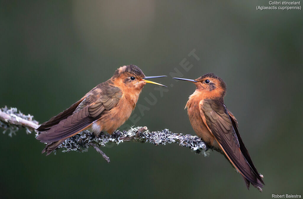 Colibri étincelant