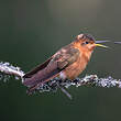 Colibri étincelant