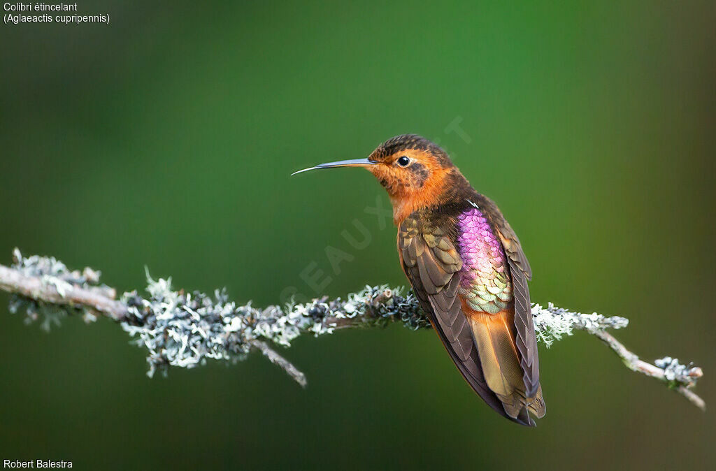 Colibri étincelant