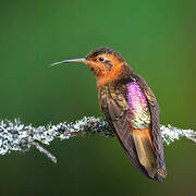 Colibri étincelant