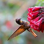 Colibri étincelant