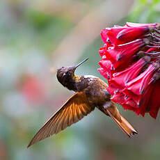 Colibri étincelant