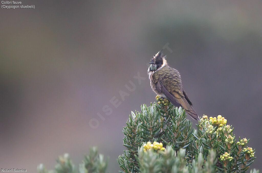 Colibri fauve