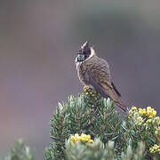 Colibri fauve