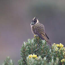 Colibri fauve