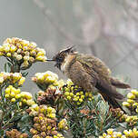 Colibri fauve