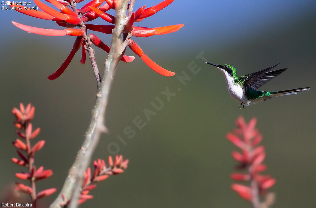 Colibri féérique