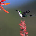 Colibri féérique