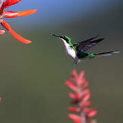 Colibri féérique