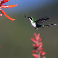 Colibri féérique