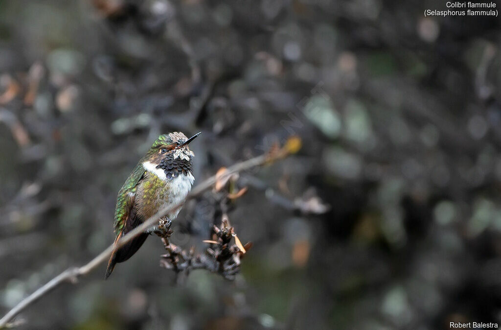 Colibri flammule mâle