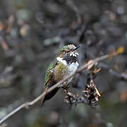 Volcano Hummingbird