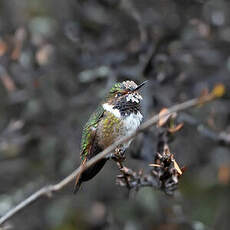 Colibri flammule