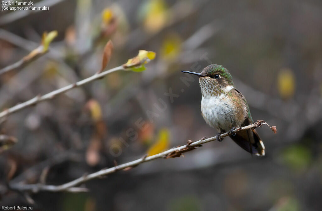 Colibri flammule femelle