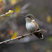 Volcano Hummingbird