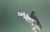 Colibri flavescent