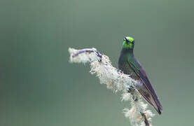 Buff-tailed Coronet