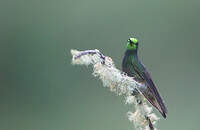 Colibri flavescent