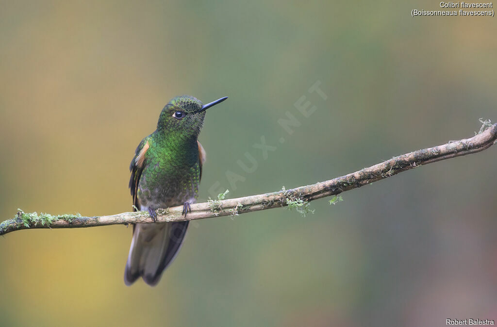 Colibri flavescent