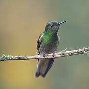 Buff-tailed Coronet