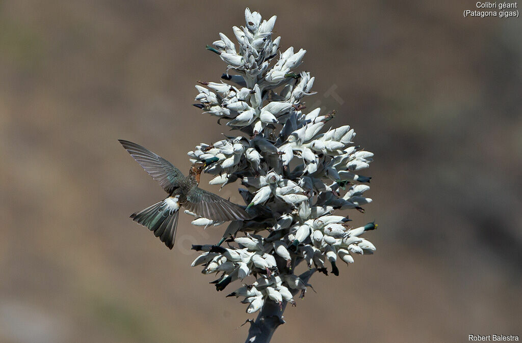 Giant Hummingbird