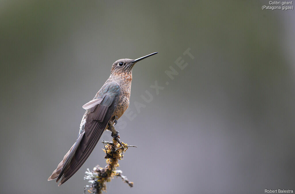 Giant Hummingbird