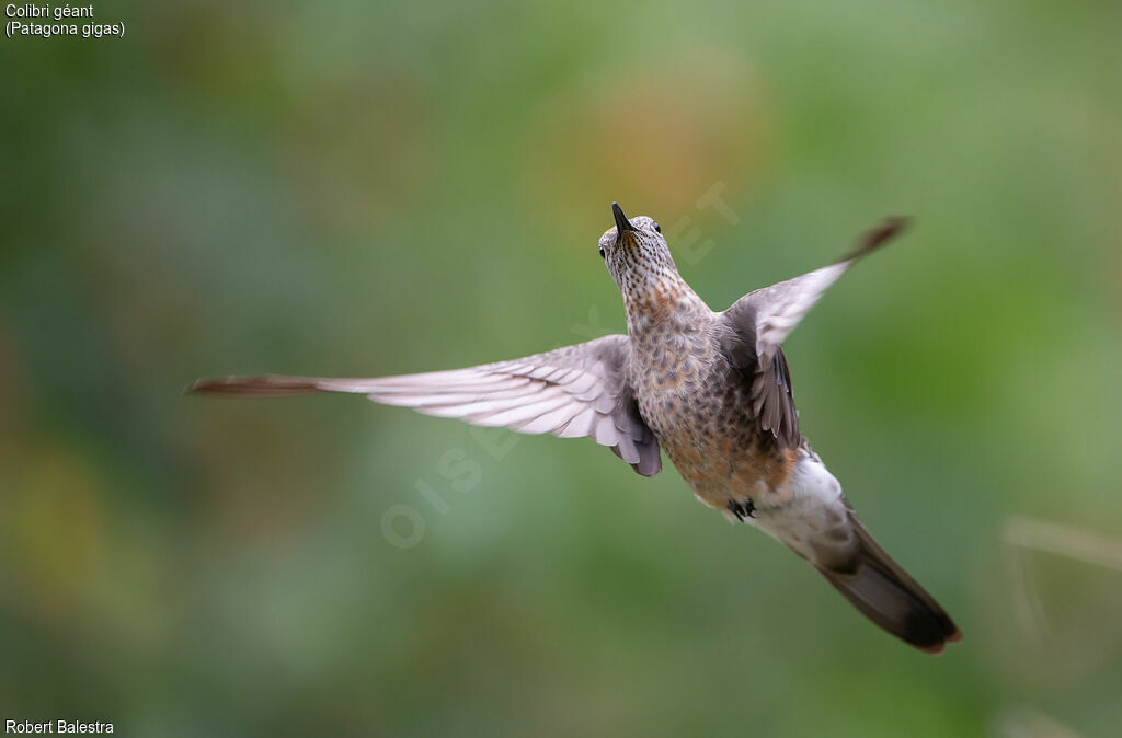 Giant Hummingbird