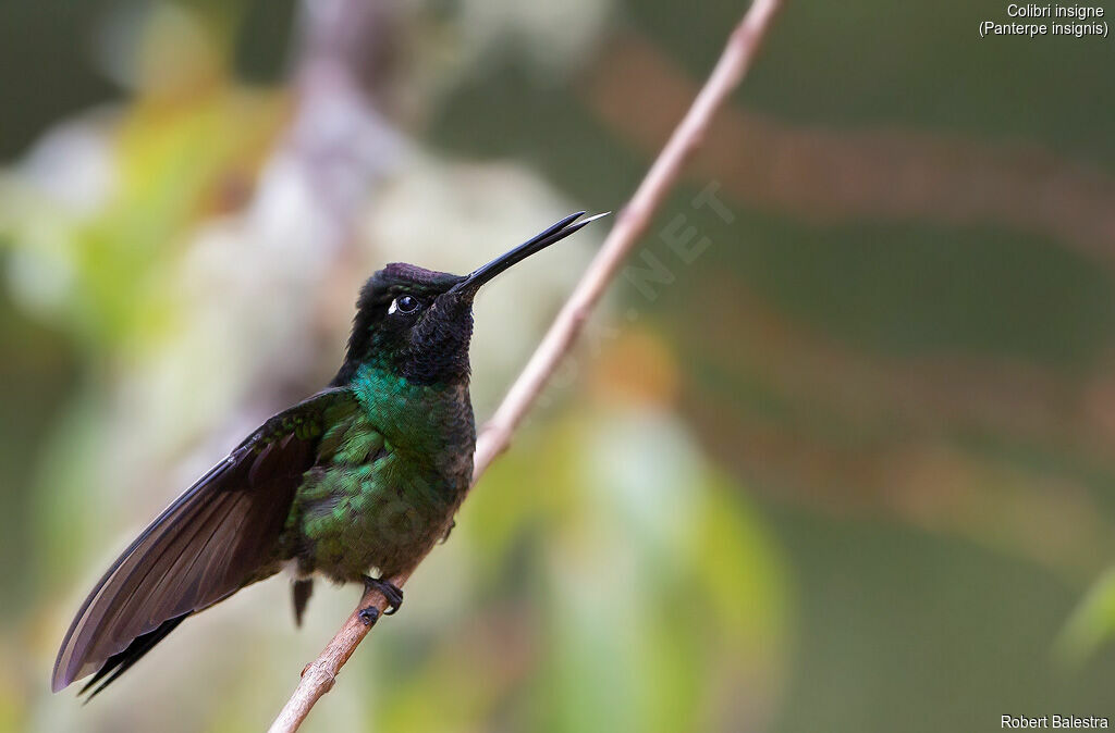 Fiery-throated Hummingbird