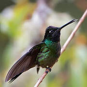 Fiery-throated Hummingbird