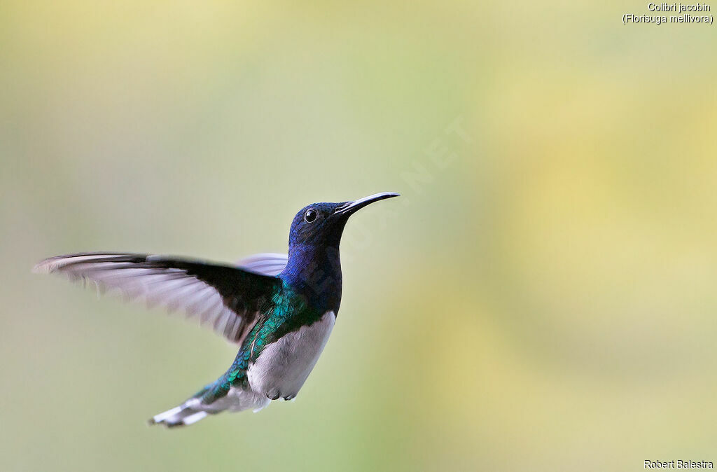 White-necked Jacobin