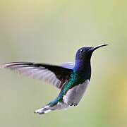 White-necked Jacobin