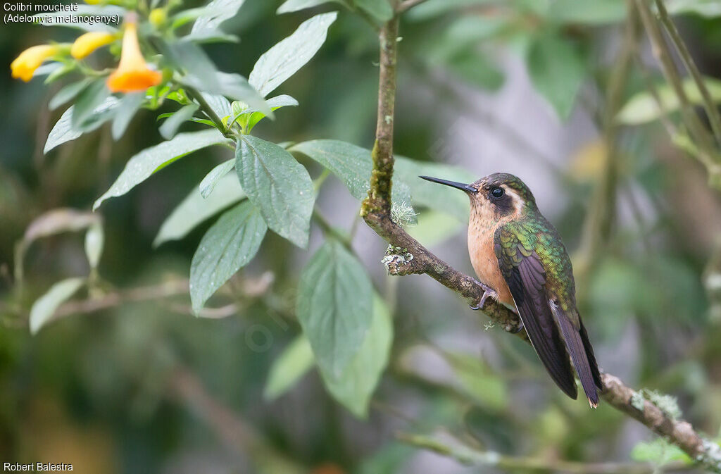 Speckled Hummingbird