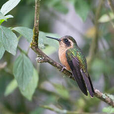 Colibri moucheté