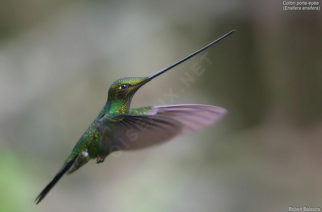 Colibri porte-épée