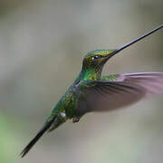 Sword-billed Hummingbird