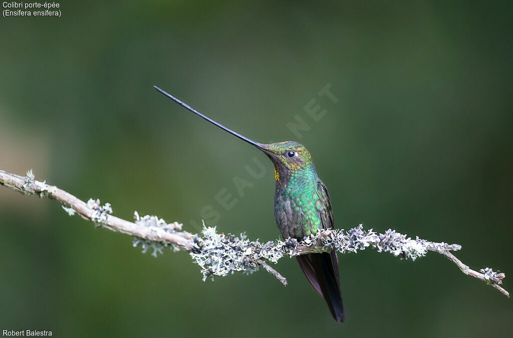 Colibri porte-épée