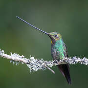 Colibri porte-épée