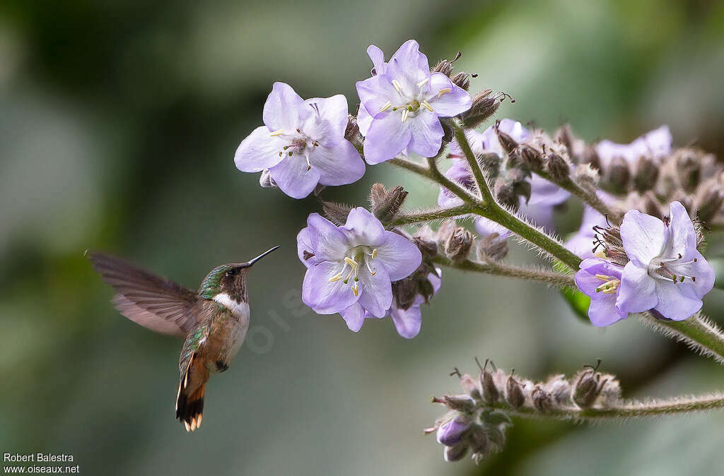 Colibri scintillantadulte, mange