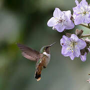 Scintillant Hummingbird