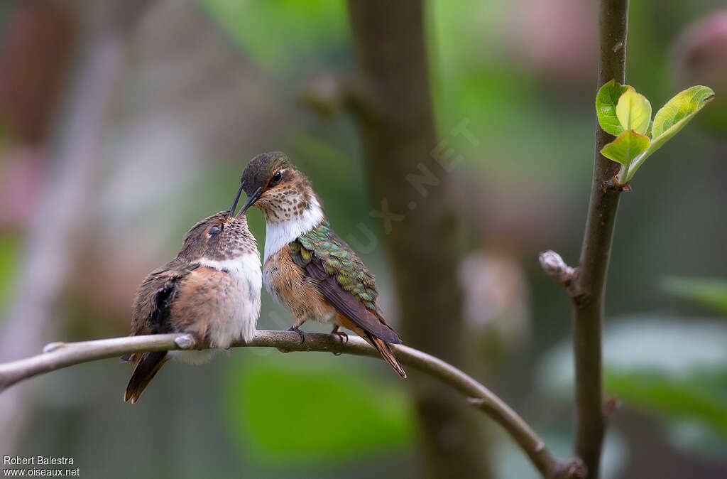 Colibri scintillant, mange, Nidification