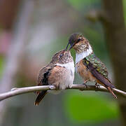 Scintillant Hummingbird