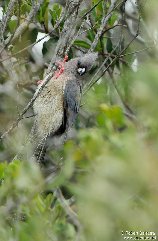 White-backed Mousebirdadult