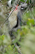 White-backed Mousebird