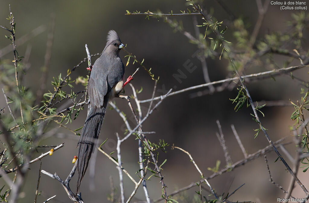 White-backed Mousebird