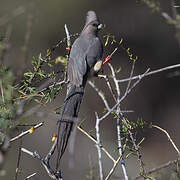 White-backed Mousebird