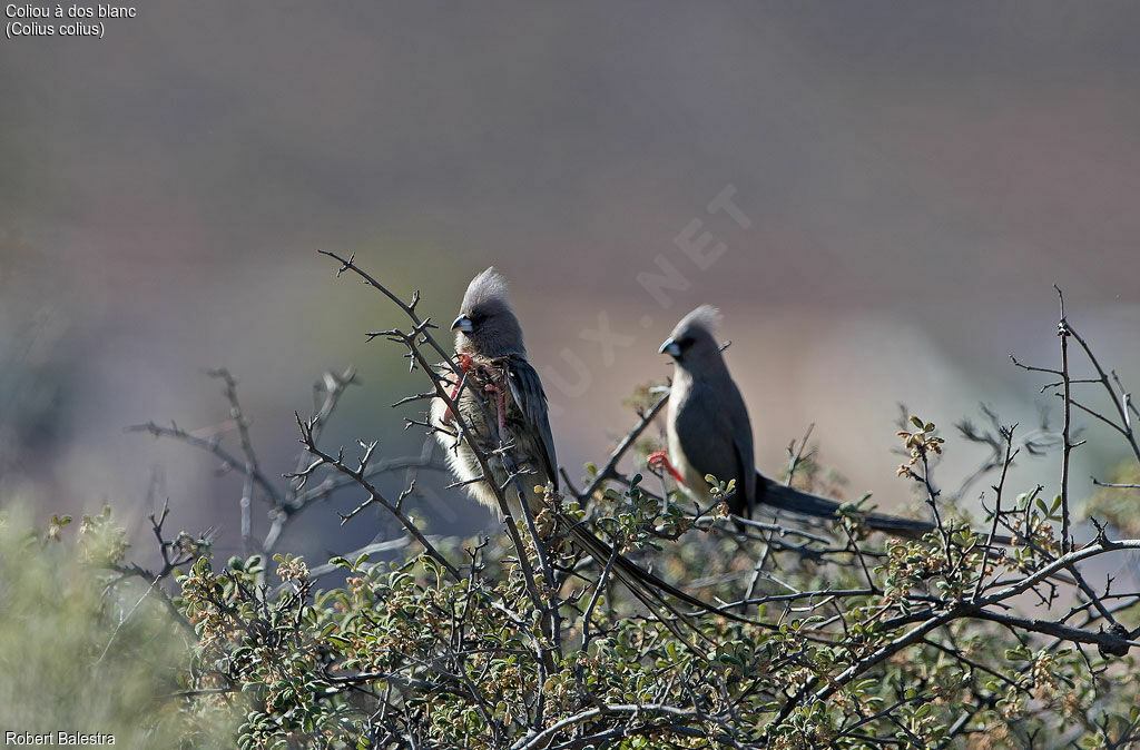 White-backed Mousebird