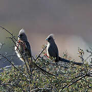 White-backed Mousebird