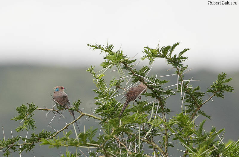 Blue-naped Mousebird