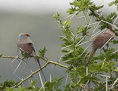 Blue-naped Mousebird